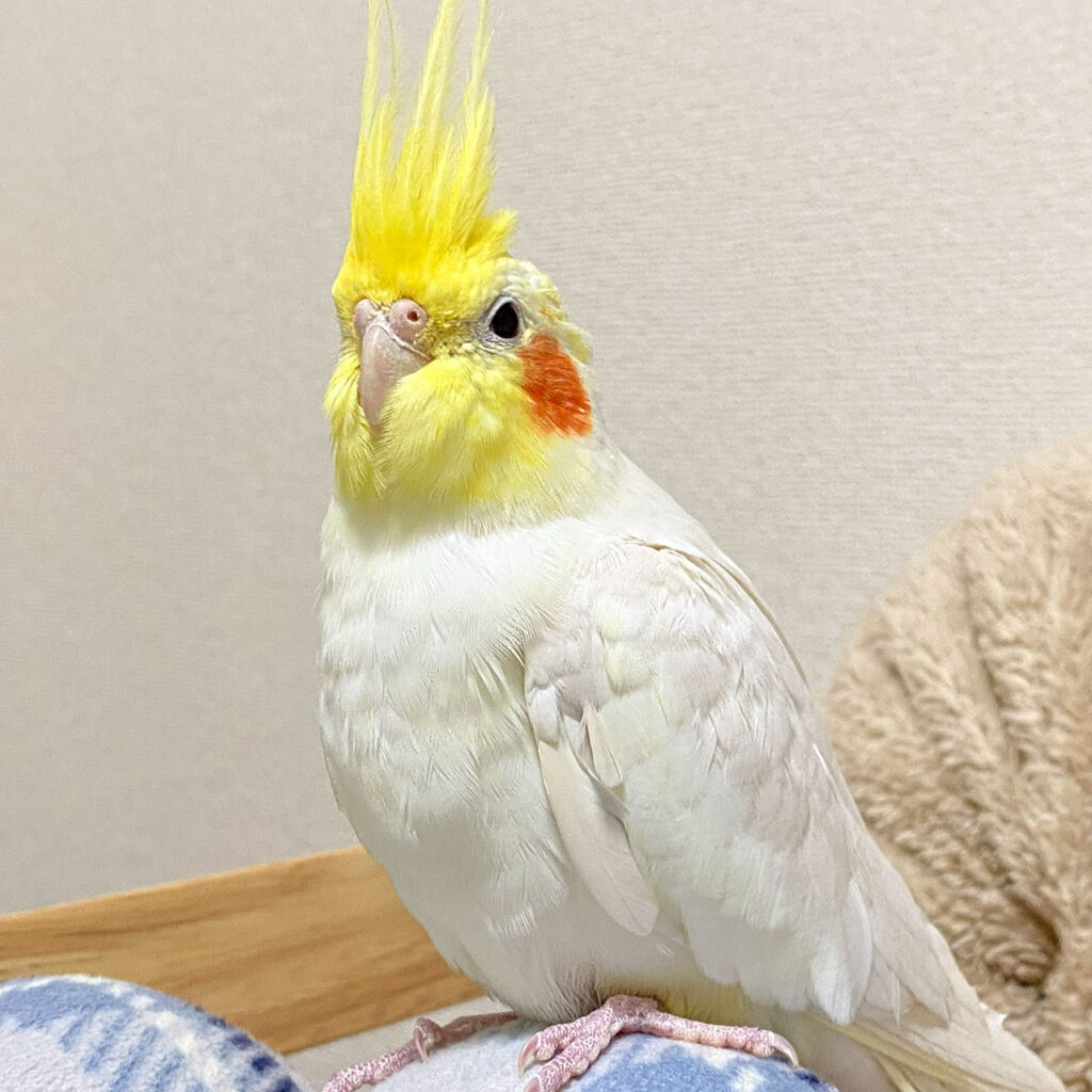 オカメインコ
