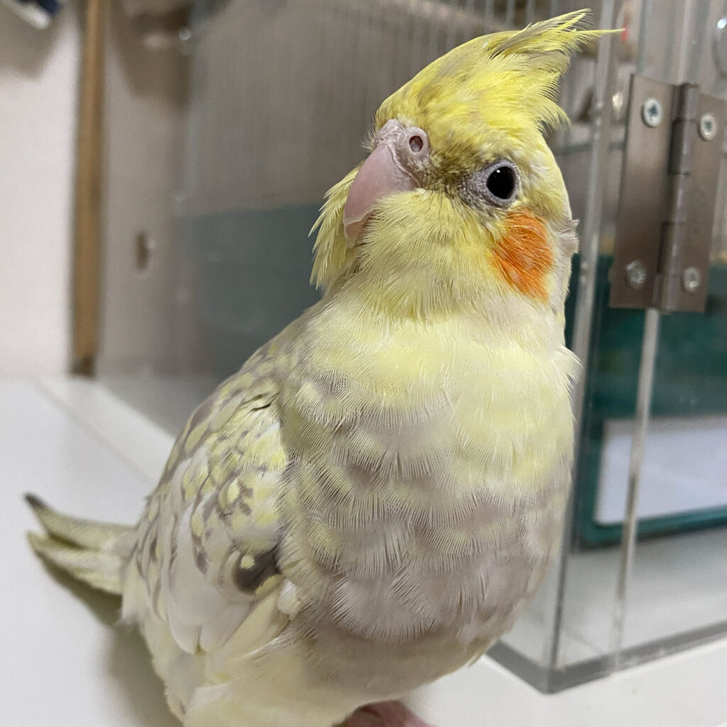 オカメインコ