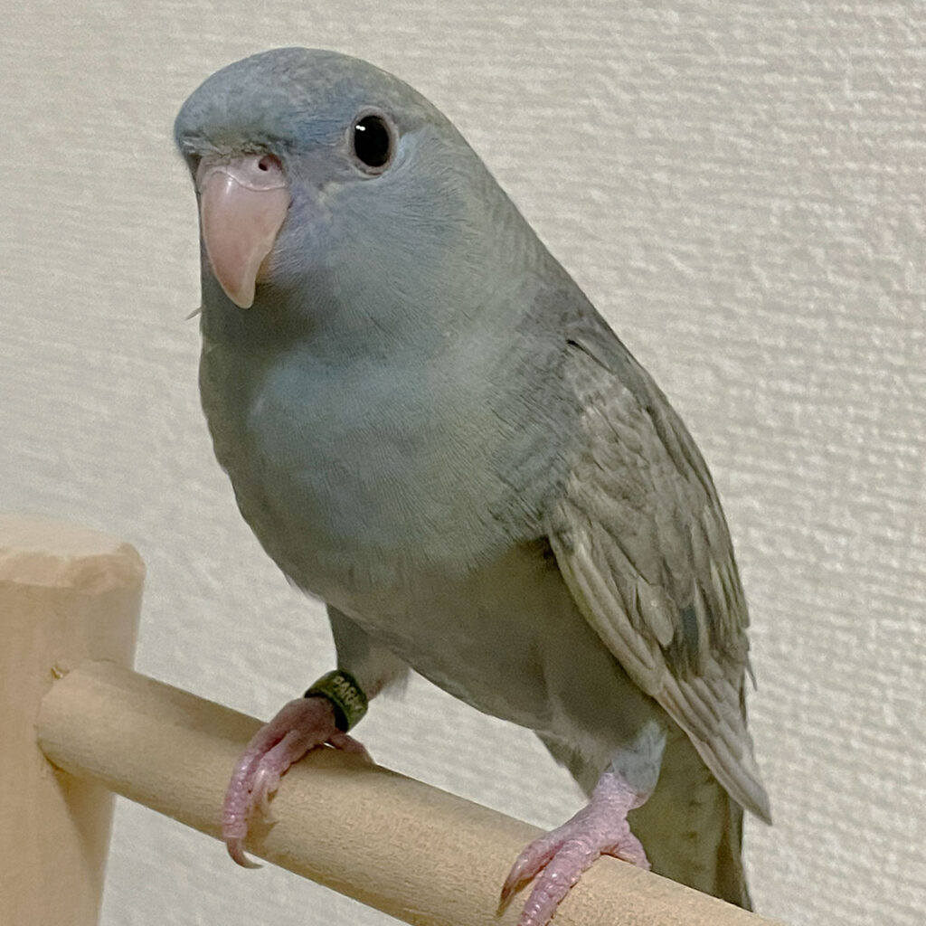 サザナミインコ