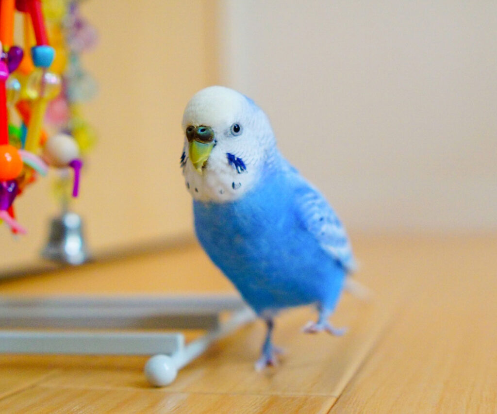 セキセイインコ